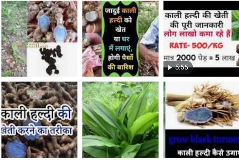 काली हल्दी को धन व बुद्धि का कारक माना जाता है