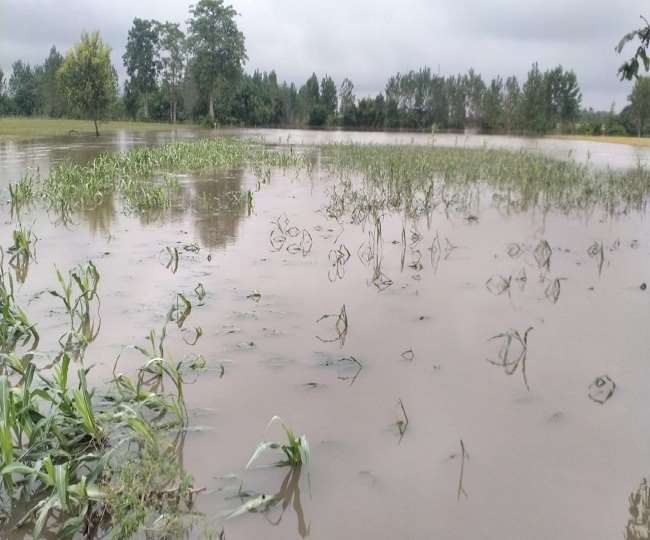बारिश से रूद्रपुर में 40 हजार हेक्टेयर की खेती प्रभावित
