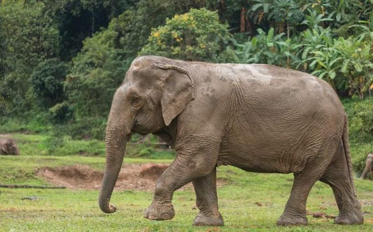 देर रात हाथी ने एक साधू को कुचलकर मार डाला