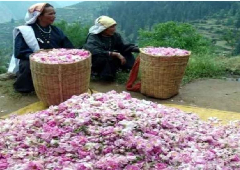 गुड न्यूज-पलायन रोकने में काम आरहा जोशीमठ की ग्रामीण महिलाओ का गुलाब की खेती का स्टार्टअप