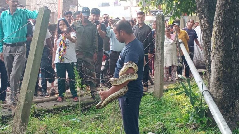 पेड़ पर लटका मिला अजगर, वन विभाग ने किया रेस्‍क्‍यू