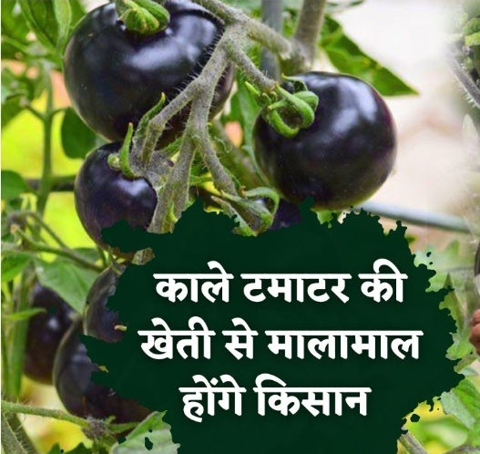 Cultivation of this black tomato will make farmers rich at low cost, know