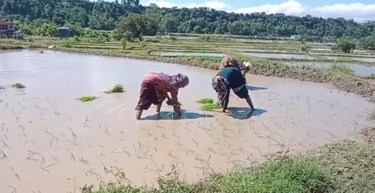 Jiit mani painyuli का उत्तराखंड में न्यूज़ पोर्टल वेव चैनल को बढ़ावा देने से हजारों लोगों को मिला रोजगार जानिए दून में बासमती की खूशबू कैसे लौटेगी